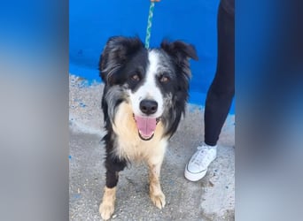 Yas ,kluger Border Collie Rüde sucht Menschen mit Herz