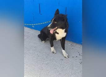 Dublín ,wunderschöner Border Collie Rüde sucht seine Chance