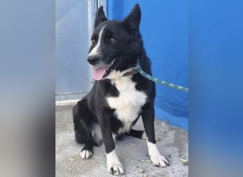 Dublín - wunderschöner Border Collie Rüde sucht seine Chance