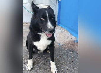 Dublín - wunderschöner Border Collie Rüde sucht seine Chance