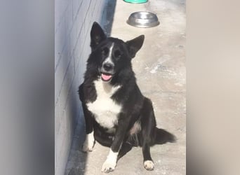 Dublín ,wunderschöner Border Collie Rüde sucht seine Chance