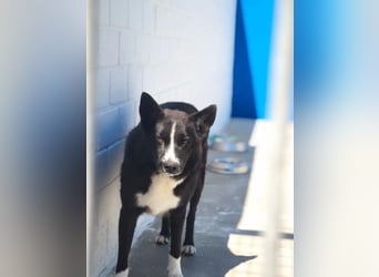 Dublín ,wunderschöner Border Collie Rüde sucht seine Chance