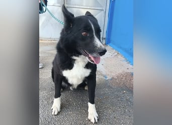 Dublín - wunderschöner Border Collie Rüde sucht seine Chance