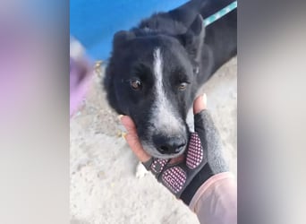 Dublín ,wunderschöner Border Collie Rüde sucht seine Chance