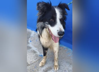 Yas - kluger Border Collie Rüde sucht Menschen mit Herz, Geduld und Hundeverstand