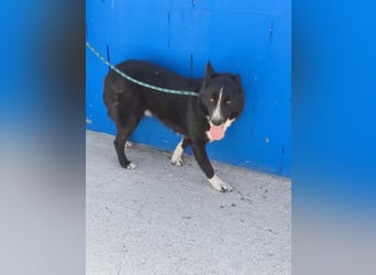 Dublín ,wunderschöner Border Collie Rüde sucht seine Chance