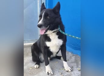 Dublín ,wunderschöner Border Collie Rüde sucht seine Chance