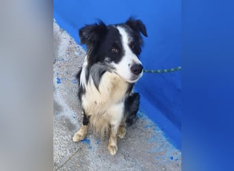 Yas - kluger Border Collie Rüde sucht Menschen mit Herz, Geduld und Hundeverstand