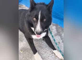 Dublín ,wunderschöner Border Collie Rüde sucht seine Chance