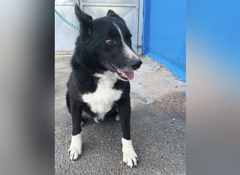 Dublín - wunderschöner Border Collie Rüde sucht seine Chance