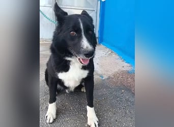 Dublín ,wunderschöner Border Collie Rüde sucht seine Chance