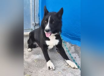 Dublín ,wunderschöner Border Collie Rüde sucht seine Chance