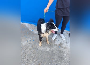 Yas - kluger Border Collie Rüde sucht Menschen mit Herz, Geduld und Hundeverstand