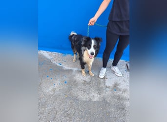 Yas - kluger Border Collie Rüde sucht Menschen mit Herz, Geduld und Hundeverstand