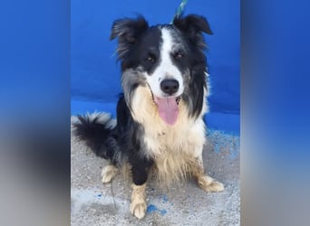 Yas - kluger Border Collie Rüde sucht Menschen mit Herz, Geduld und Hundeverstand