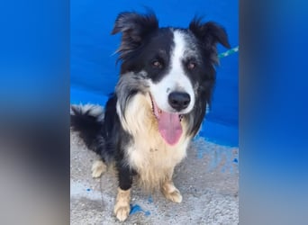 Yas ,kluger Border Collie Rüde sucht Menschen mit Herz