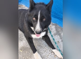 Dublín - wunderschöner Border Collie Rüde sucht seine Chance