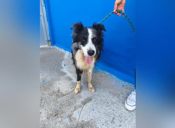 Yas - kluger Border Collie Rüde sucht Menschen mit Herz, Geduld und Hundeverstand