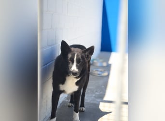 Dublín ,wunderschöner Border Collie Rüde sucht seine Chance