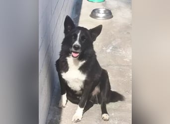 Dublín ,wunderschöner Border Collie Rüde sucht seine Chance