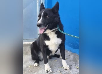 Dublín ,wunderschöner Border Collie Rüde sucht seine Chance