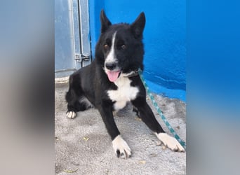 Dublín - wunderschöner Border Collie Rüde sucht seine Chance
