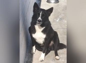 Dublín ,wunderschöner Border Collie Rüde sucht seine Chance