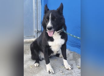 Dublín - wunderschöner Border Collie Rüde sucht seine Chance