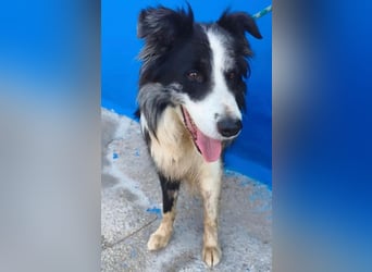 Yas ,kluger Border Collie Rüde sucht Menschen mit Herz