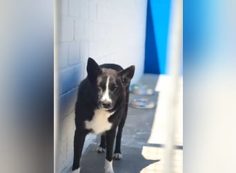 Dublín ,wunderschöner Border Collie Rüde sucht seine Chance