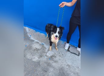 Yas - kluger Border Collie Rüde sucht Menschen mit Herz, Geduld und Hundeverstand