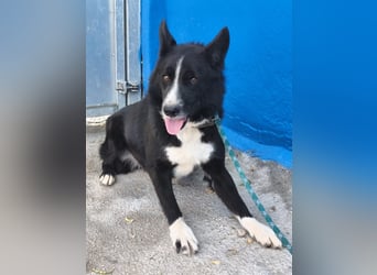 Dublín - wunderschöner Border Collie Rüde sucht seine Chance