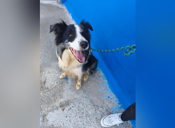 Yas - kluger Border Collie Rüde sucht Menschen mit Herz, Geduld und Hundeverstand