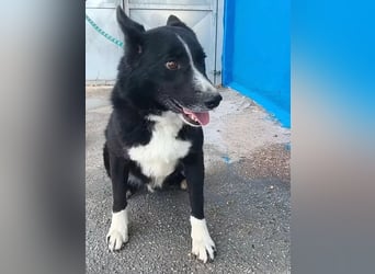 Dublín ,wunderschöner Border Collie Rüde sucht seine Chance