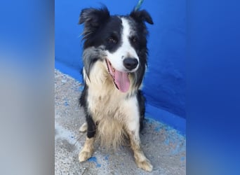 Yas - kluger Border Collie Rüde sucht Menschen mit Herz, Geduld und Hundeverstand