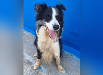 Yas ,kluger Border Collie Rüde sucht Menschen mit Herz