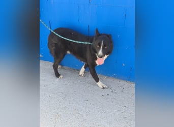 Dublín - wunderschöner Border Collie Rüde sucht seine Chance