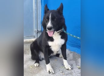 Dublín ,wunderschöner Border Collie Rüde sucht seine Chance