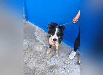 Yas - kluger Border Collie Rüde sucht Menschen mit Herz, Geduld und Hundeverstand