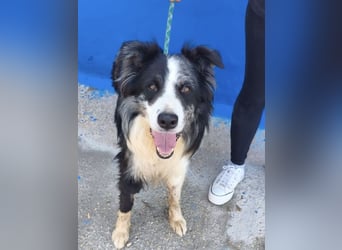 Yas - kluger Border Collie Rüde sucht Menschen mit Herz, Geduld und Hundeverstand