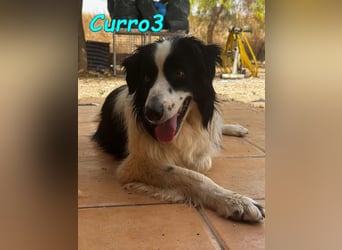Curro3 geb. 05/2019 (ESP) - liebenswerter, arbeitswilliger Traumhund sucht sein Zuhause!