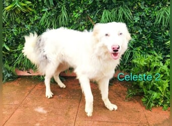 DRINGEND! Celeste2 geb. 01/2024 (ESP) - besonderer Border Collie sucht besondere Menschen!