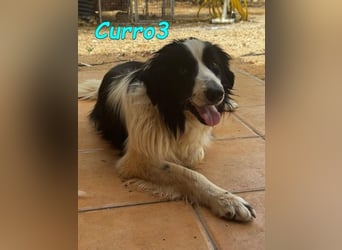 Curro3 geb. 05/2019 (ESP) - liebenswerter, arbeitswilliger Traumhund sucht sein Zuhause!