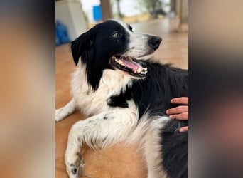 Curro3 geb. 05/2019 (ESP) - liebenswerter, arbeitswilliger Traumhund sucht sein Zuhause!