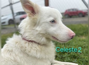 DRINGEND! Celeste2 geb. 01/2024 (ESP) - besonderer Border Collie sucht besondere Menschen!