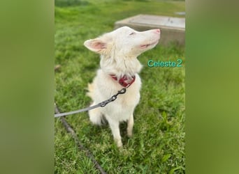 DRINGEND! Celeste2 geb. 01/2024 (ESP) - besonderer Border Collie sucht besondere Menschen!