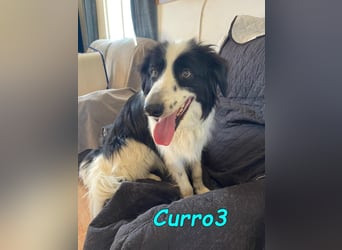 Curro3 geb. 05/2019 (ESP) - liebenswerter, arbeitswilliger Traumhund sucht sein Zuhause!