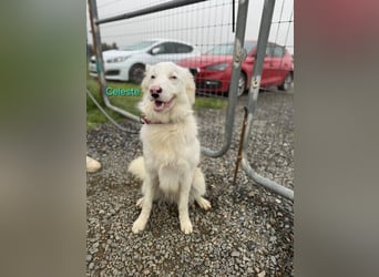 Celeste geb. 01/2024 (ESP) - besonderer Border Collie sucht besondere Menschen!