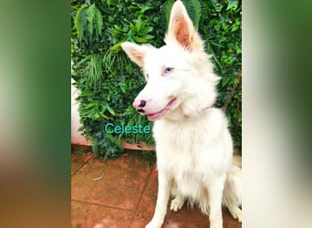 Celeste geb. 01/2024 (ESP) - besonderer Border Collie sucht besondere Menschen!