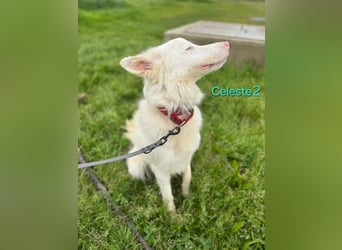 DRINGEND! Celeste2 geb. 01/2024 (ESP) - besonderer Border Collie sucht besondere Menschen!